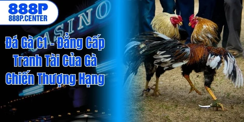 đá gà c1