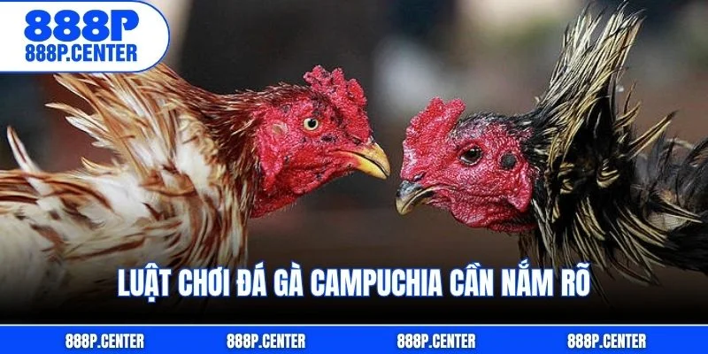 Luật chơi đá gà Campuchia cần nắm rõ