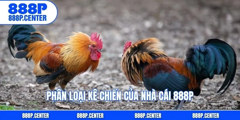 Phân loại kê chiến của nhà cái 888p